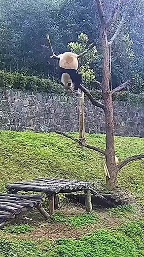 #🤣🤣🤣🤣🤣🤣🤣🤣🤣🤣🤣🤣🤣🤣🤣🤣 #👌👍🤌👌👍🤌 #🤣🤣🤣🤣🤣🤣🤣🤣🤣🤣🤣🤣🤣🤣🤣🤣