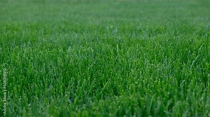 Close up green grass, natural greenery background texture of lawn garden. Ideal concept used for making green flooring, lawn for training football pitch, Grass Golf Courses, green lawn pattern.