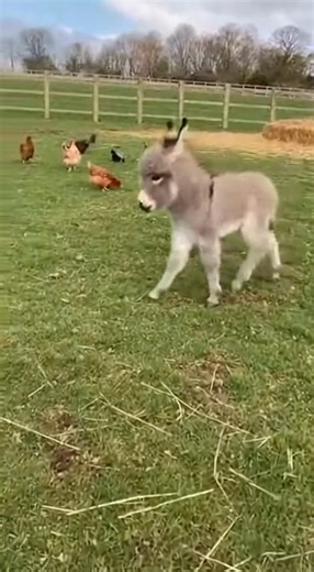 A playful baby donkey foal trots across a peaceful European countryside farm when a tiny mistake leads to a funny face-first tumble. No harm at all — just a brief pause, a dramatic ear shake, and a happy sprint back into the field. Pure wholesome farm life caught on a shaky iPhone moment. | BabyDonkey