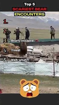 5 Scariest Bear Encounters Caught on Camera!