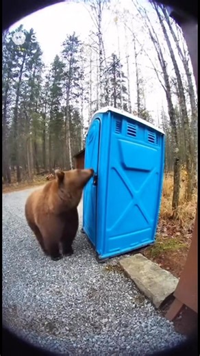 Bear Vs Port a Potty 😂😂 | The Varney Family