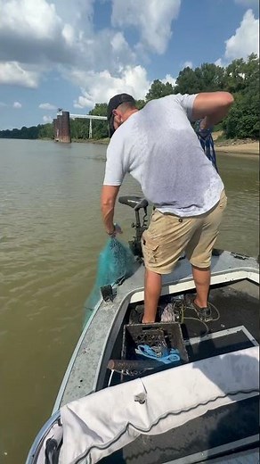 Cast Netting Jumbo Shad #fishing #castnetfishing