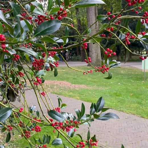 DAF-Museum on Reels | Facebook