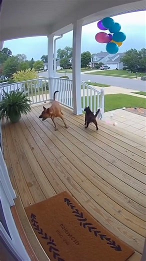 Party Balloons Go Rogue — Porch Cam Panic #pets #porchcam #fun #viral