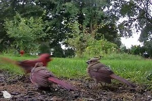63K views · 593 reactions | With nesting season in full swing, bird babies will soon be around. The Birdsy cam can be there in the early morning hours, capturing sweet family scenes like this devoted Cardinal father. Captured by Ostdrossel. #birds #Cardinals #nature #wildlife #birdphotography | Birdsy | Facebook