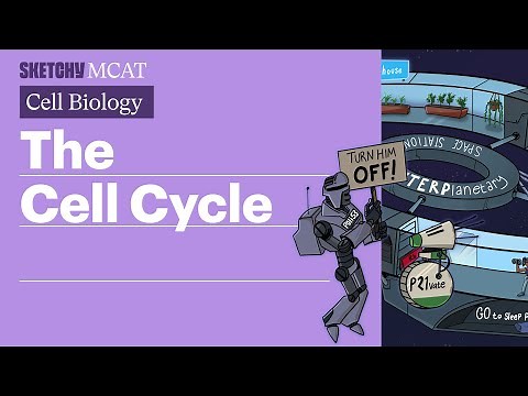 The Cell Cycle: Phases Explained (Full Lesson) | Sketchy MCAT
