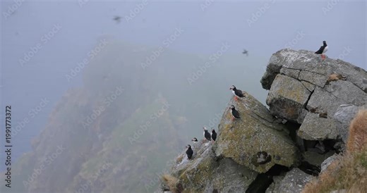 Atlantic puffin (Fratercula arctica), on the rock on the island of Runde (Norway).