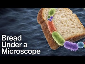 Bread Under the Microscope (80×–2000×) | You Eat This Every Day, But Have You Seen It Like This?
