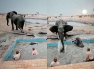 Watch: Men shout as Elephant jumps into the pool trying to save her baby (Video)