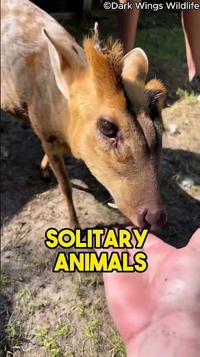 Muntjac Deer| Tiny Deer With Big Personalities ✨🦌|#muntjac |#facts |‪@Natures-N-Notebook‬