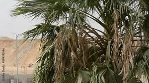 moving palm tree fronds canopy due to increased wind speed in Egypt, climate windy weather shaking the palm tree trunk and leaves in the daylight time, selective focus