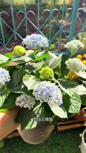 Blooming Hydrangeas: A Colorful Showcase of Nature's Beauty