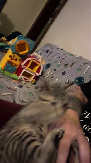 Baby Rex is a meany butt lol #catsoftiktok #tigercat