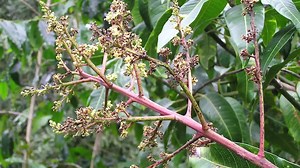 904 reactions · 58 shares | FMC has been serving agriculture for more than a century. We're in this together, and the only factor that determines our success is yours. | FMC Philippines | Facebook