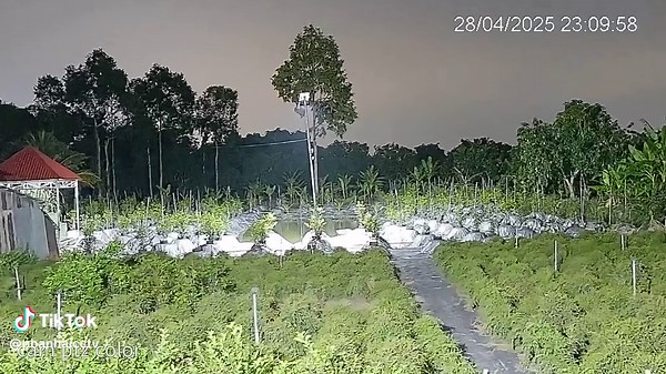 Camera Dahua PTZ Wizcolor: Hiệu Suất Ngày Đêm