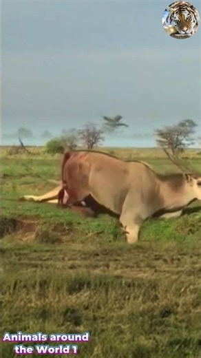 Eland Crippled By Lion's Brutal Attack To The Heel #predatorvsprey #wildlife #animals