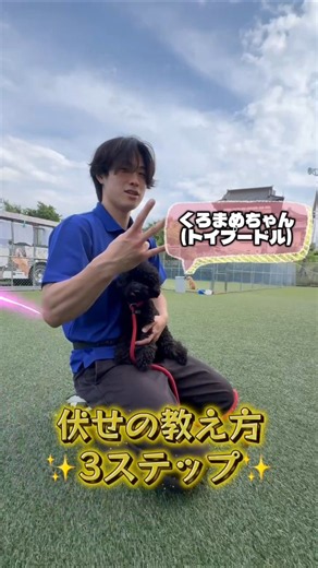 ドッグトレーナーコース２年生からの投稿です🌏✨伏せの教え方を３ステップで披露！🐶#アジア動物専門学校 #犬 #わんこ #ドッグトレーナー #柴犬