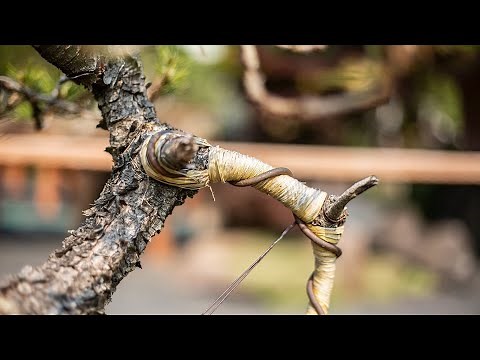 Mastering Raffia for Bonsai: Essential Techniques for Big Bends