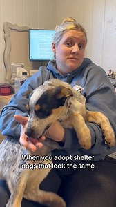 C’mon! Be original! We have many heeler puppies still available for adoption. And quite a few other very unique looking dogs. sftsrescue.org/adoptable-dogs 😉...#sftsrescue #copycat #kardashians #rescuedogs #heeler | Shelter From The Storm Animal Rescue