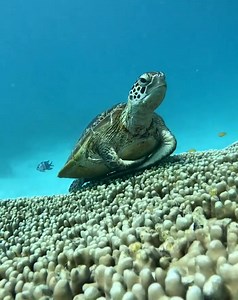 93K views · 3.9K reactions | All About Turtles on Reels | Facebook