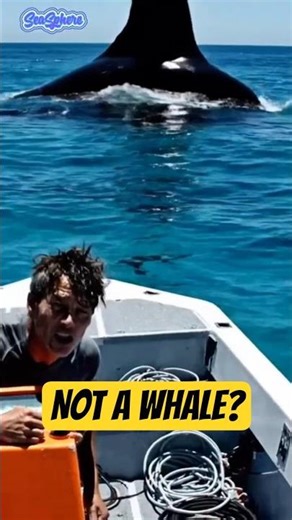 A Massive Shadow Appears Beneath Clear Blue Water #shorts