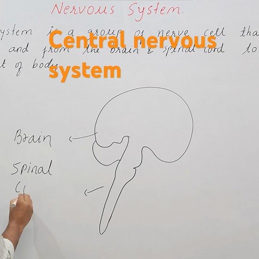 CNS // Central nervous system // Anatomy