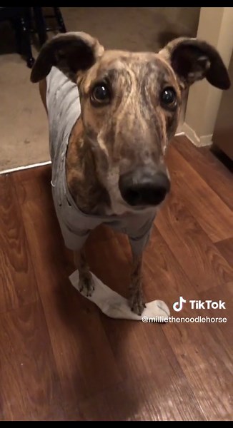 The Worst Guard Dog Breeds in the World