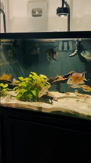 The 150 Gallon South American Cichlid Tank