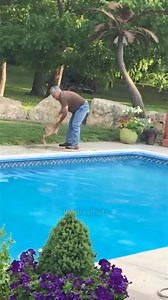 Man Falls In Pool Rescuing Deer 🤣🦌💦 #FunnyFail #FailArmy #PeopleFalling #FunnyVideo #Oops This hilarious animal rescue attempt ends with a big splash! A kind man tries to gently guide a lost baby deer away from his swimming pool, but a clumsy misstep sends him falling into the water instead. The confused fawn just stands and watches the whole funny fail unfold. This is one of the funniest and most unexpected viral videos you will see all day. #Fail #Funny #Comedy #Viral #LOL #AnimalRescue #Wi