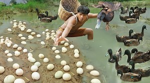 54K views · 1.1K reactions | catch duck and eeg - cooking duck and eegs eating so delicious. #happy #yammy #followersシ゚ #Reel #amazing #love #reels #foodie #reelsviralfb #followers #reelsvideo | Survival Life | Facebook