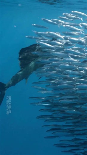 Sailfish Glides Through Ocean 🌊🐟 #calmrelaxwithnature