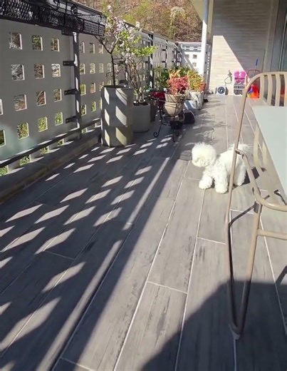 How Unexpected Animal Encounters Trigger Viral Shock & Laughter