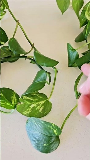 How Pothos Cuttings Put Out New Growth.