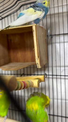 2.3K views · 56 reactions |  Pretty Preen After the Clean #budgies #birdlife | Ven Anastacio | Facebook