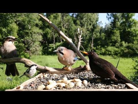 🔴 Forest Bird Feeder | Relaxing Nature Sounds from the Forest [ 2026/6/21 ]