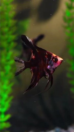 Angelfish Tank Mates #angelfish #aquarium