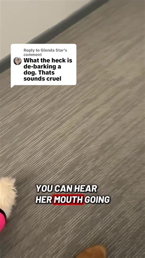 Replying to @Glenda Star so debarking is a procedure where they clip a dogs vocal chords the bark may come back and she does have a bark it just doesn’t come out often maybe once or twice I have heard it. #MyJoy #adoptdontshop #dogsoftiktok