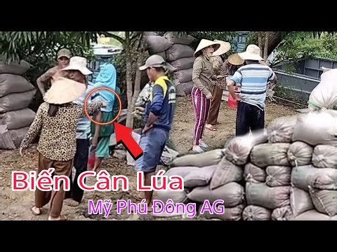 Biến Cân Lúa Trên Đồng Mỹ Phú Đông AG Ngay Chiều Nay