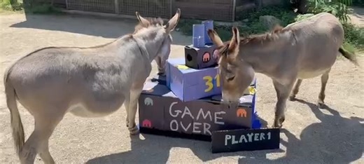 13K views · 482 reactions | Applejack received his very own birthday...