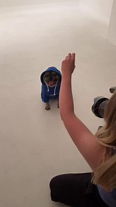 A throwback to Rocco's modelling session朗 @venturesouthwoodford #dog #dogsoffacebook #pet #petphotoshoot | Venture Studios | Facebook