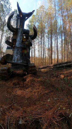 Up close 😀#machines #cutterman #equipment #33333trees #tigercatforestry #goprohero9 #chainsaw #cutterman830