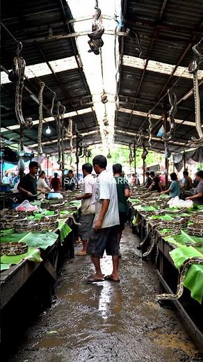Massive Pythons Displayed in a Wild Asian Market | Rare Exotic Scene‪@mfajar88‬
