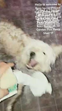 Project G-1 Boxy And Puppy Vs Gordon Plus Percy Horror Boxy