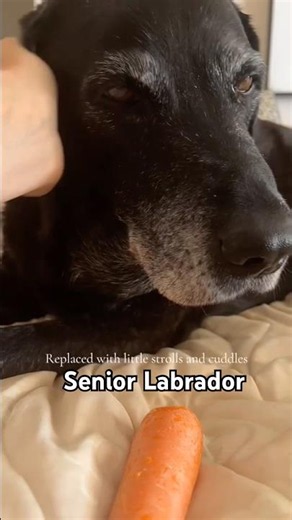 Percy the Labrador a senior black labrador #percythelabrador #blacklab #seniordog #labradorlovers