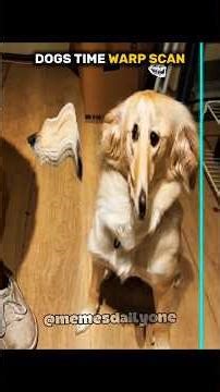 dogs doing time warp scan vs cats ☠️#cat #dog #timewarpscan #animals #shorts