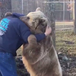 2M views · 8.1K shares | These bears give real bear hugs!  | Daily Mail Animals | Facebook