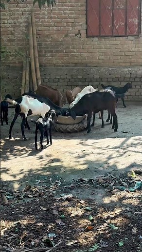 Old Female Goat Will Come Into Heat Fast | Best Natural Breeding Method for Goats #goatfarming #goat