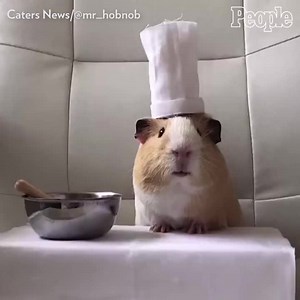 50K views · 982 reactions | This guinea pig loves snacking! | People | Facebook