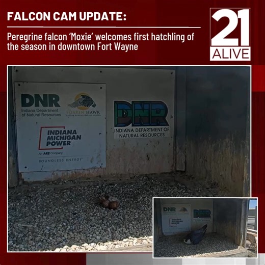 11K views · 92 reactions | Falcon eggs generally hatch about a month after they are laid. Moxie laid three eggs this year: Egg #1 on March 18, Egg #2 on March 22, and Egg #3 on March 28. READ MORE: https://www.21alivenews.com/2025/04/27/peregrine-falcon-moxie-welcomes-first-hatchling-season-downtown-fort-wayne/ | 21Alive | Facebook