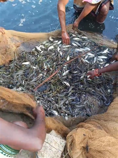 Subash Catches Fish in the River